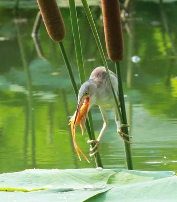 人类活动对鸟类的干扰原因及保护对策|鸟类生存指南(图3) 人类活动对鸟类的干扰原因及保护对策|鸟类生存指南(图3)