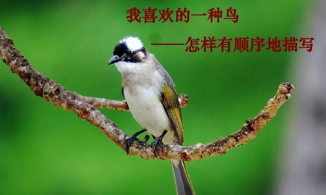 人类活动对鸟类的干扰原因及保护对策｜鸟类生存指南