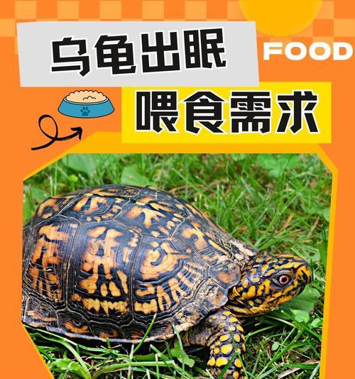 小乌龟饮食搭配与喂养建议|宠物养护核心技巧(图1) 小乌龟饮食搭配与喂养建议|宠物养护核心技巧(图1)