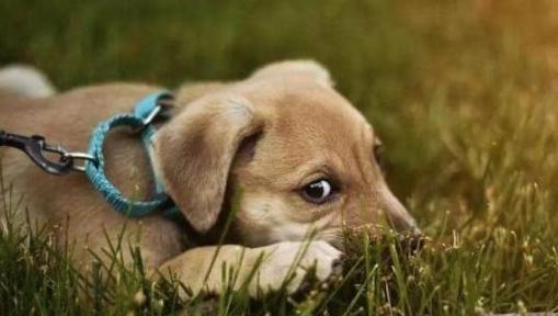 狗狗内心恐惧全攻略|解密狗狗害怕的真相(图3) 狗狗内心恐惧全攻略|解密狗狗害怕的真相(图3)