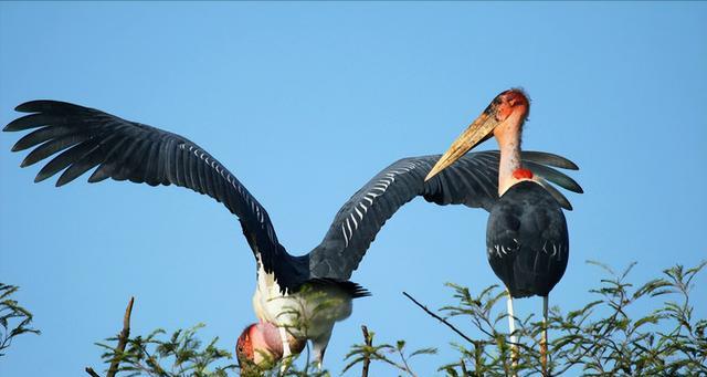 人类活动对鸟类的干扰原因及保护对策|鸟类生存指南(图2) 人类活动对鸟类的干扰原因及保护对策|鸟类生存指南(图2)