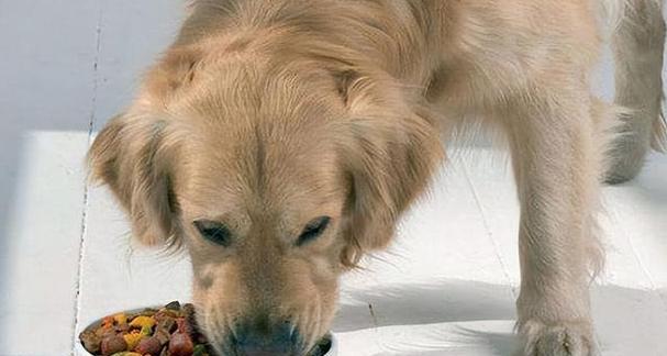 狗狗内心恐惧全攻略|解密狗狗害怕的真相(图2) 狗狗内心恐惧全攻略|解密狗狗害怕的真相(图2)