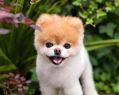 狗狗内心恐惧全攻略|解密狗狗害怕的真相(图1) 狗狗内心恐惧全攻略|解密狗狗害怕的真相(图1)