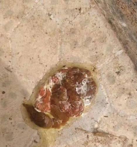 犬球虫感染症状及预防方法|宠物健康守护全攻略(图3) 犬球虫感染症状及预防方法|宠物健康守护全攻略(图3)