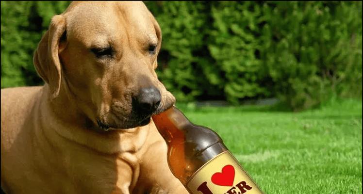 狗狗不能吃的肉有哪些|宠物饮食安全指南(图3) 狗狗不能吃的肉有哪些|宠物饮食安全指南(图3)