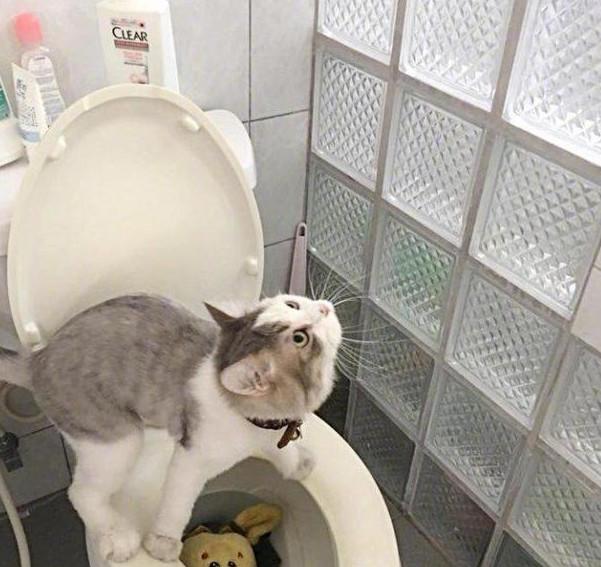 厕所公鸡与猫的象征意义｜提升生活品质的启示