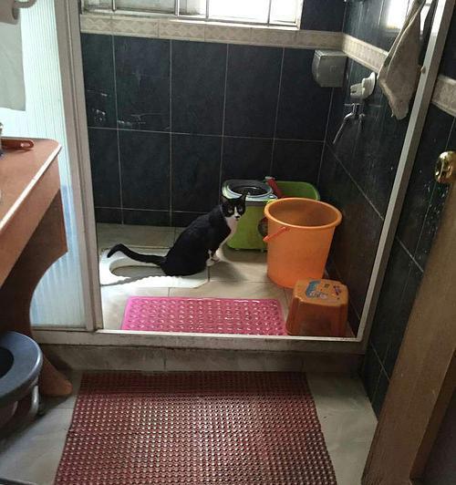 厕所公鸡与猫的象征意义|提升生活品质的启示(图3) 厕所公鸡与猫的象征意义|提升生活品质的启示(图3)