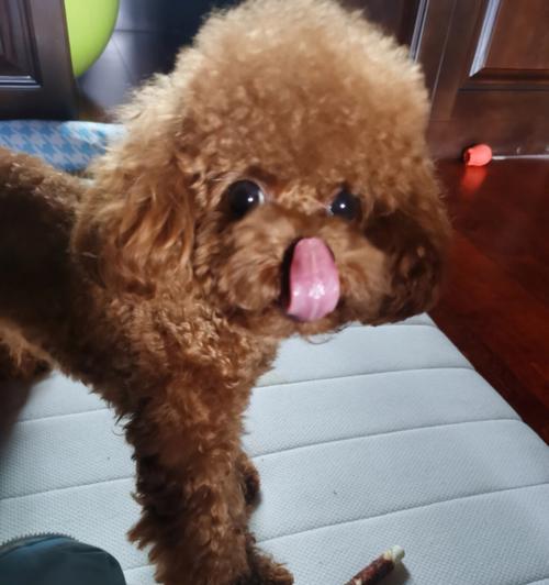 狗舌头颜色正常吗｜宠物健康实用指南