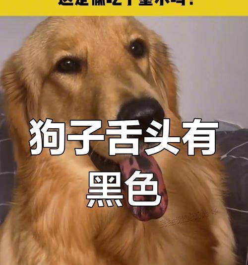 狗舌头颜色正常吗｜宠物健康实用指南(图3)