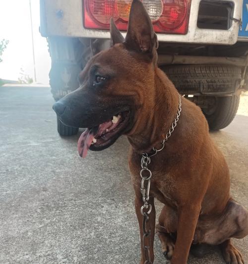 狗舌头颜色正常吗｜宠物健康实用指南(图2)