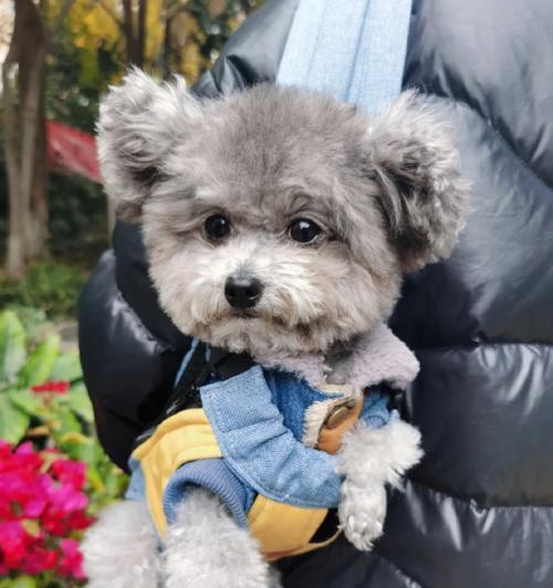 选择适合泰迪犬的天然粮｜健康饮食全攻略(图2)