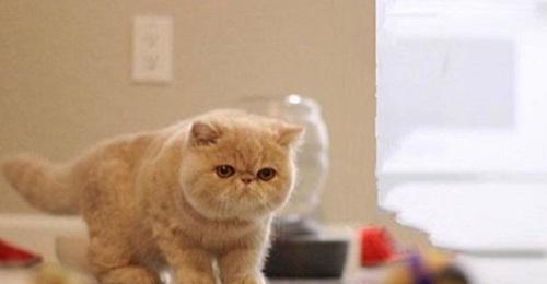 加菲猫的乖巧与调皮|宠物养护实用指南(图2) 加菲猫的乖巧与调皮|宠物养护实用指南(图2)