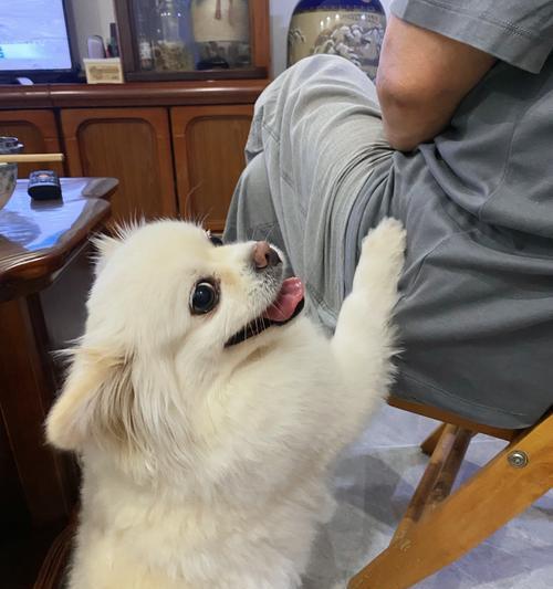 小狗突然瘦了?实用指南教你排查原因(图3) 小狗突然瘦了?实用指南教你排查原因(图3)