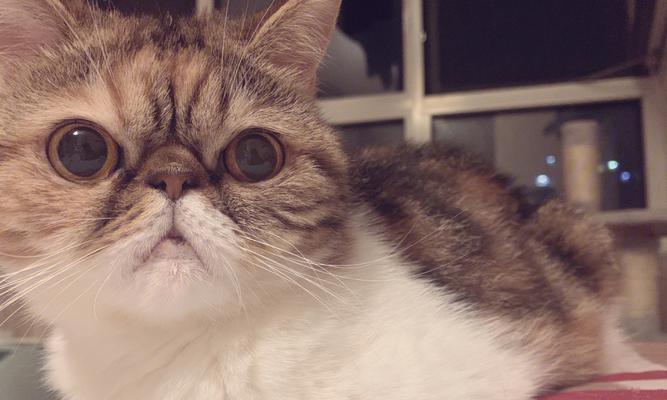 加菲猫的乖巧与调皮|宠物养护实用指南(图3) 加菲猫的乖巧与调皮|宠物养护实用指南(图3)