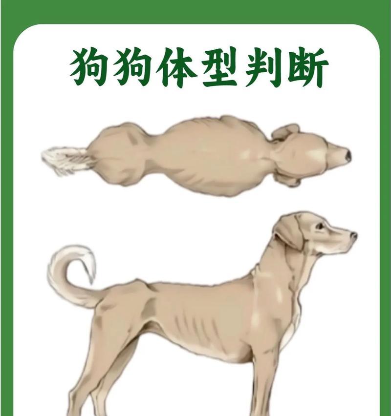 小狗突然瘦了？实用指南教你排查原因