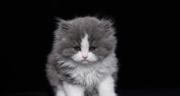 小猫几周开始吃猫粮｜科学喂养实用指南(图2)