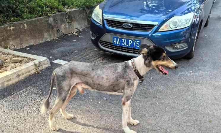 小狗突然瘦了?实用指南教你排查原因(图2) 小狗突然瘦了?实用指南教你排查原因(图2)