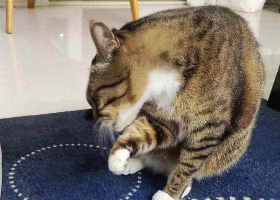 揭秘猫咪居家生活全攻略|了解猫咪的乐趣与需求(图3) 揭秘猫咪居家生活全攻略|了解猫咪的乐趣与需求(图3)