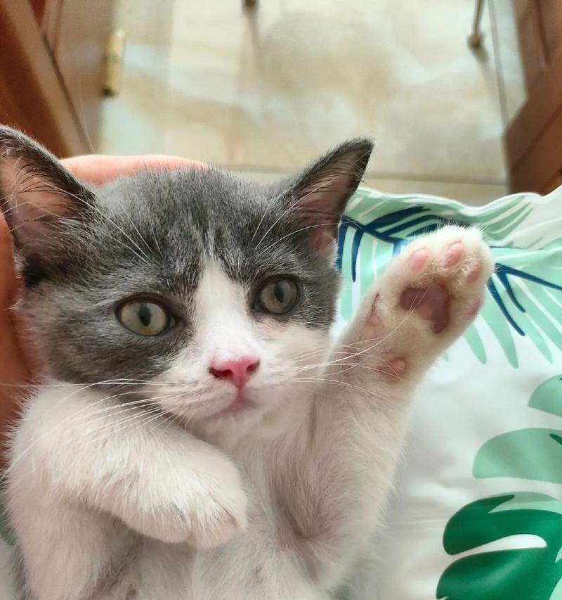 揭秘猫咪居家生活全攻略｜了解猫咪的乐趣与需求