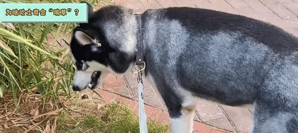 哈士奇3个月饮食指南|科学喂养关键在于均衡(图3) 哈士奇3个月饮食指南|科学喂养关键在于均衡(图3)