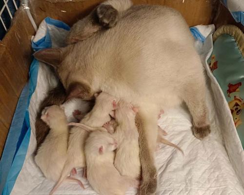 以泰迪宫缩症状全攻略|妇科疾病预防与治疗指南(图2) 以泰迪宫缩症状全攻略|妇科疾病预防与治疗指南(图2)