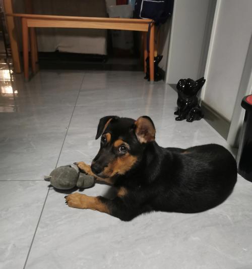 狗狗耳朵的特征与健康指标|实用指南(图2) 狗狗耳朵的特征与健康指标|实用指南(图2)