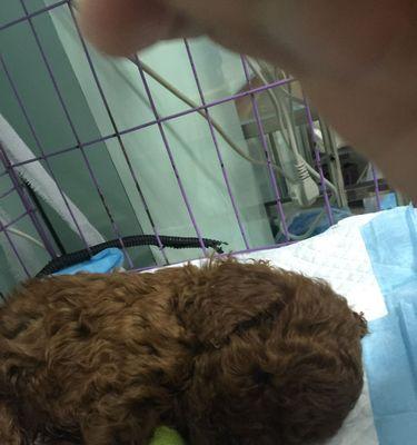 以泰迪宫缩症状全攻略|妇科疾病预防与治疗指南(图3) 以泰迪宫缩症状全攻略|妇科疾病预防与治疗指南(图3)