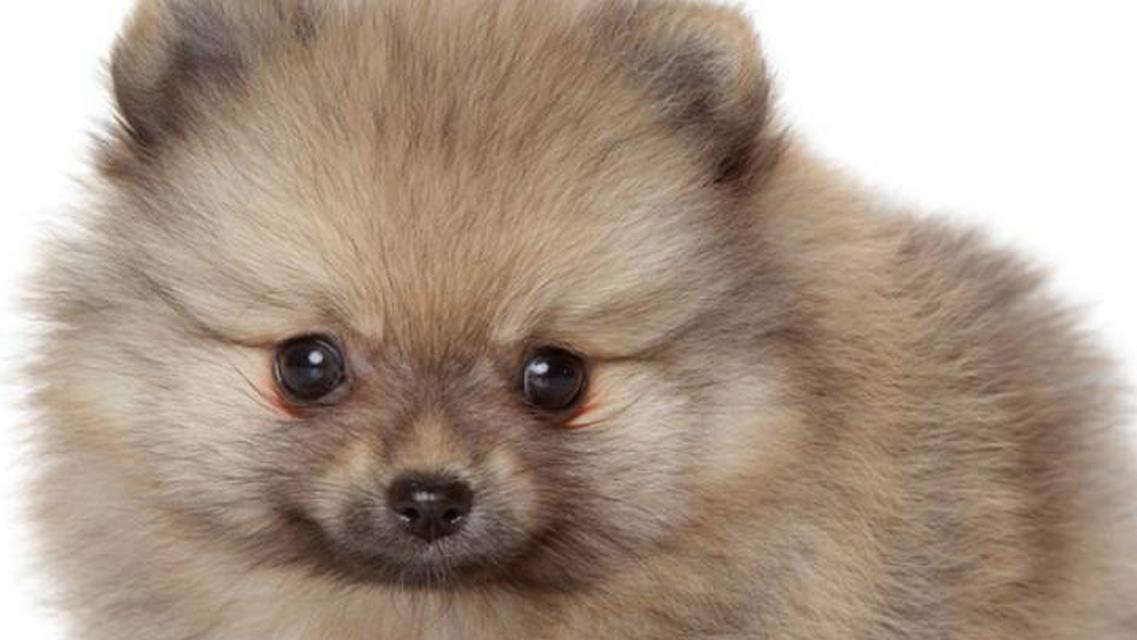 狗狗耳朵的特征与健康指标|实用指南(图3) 狗狗耳朵的特征与健康指标|实用指南(图3)