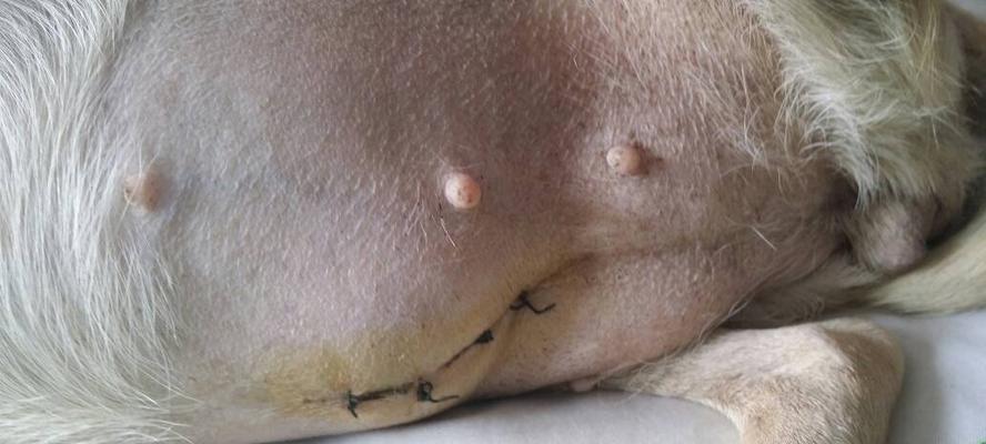 以泰迪宫缩症状全攻略｜妇科疾病预防与治疗指南