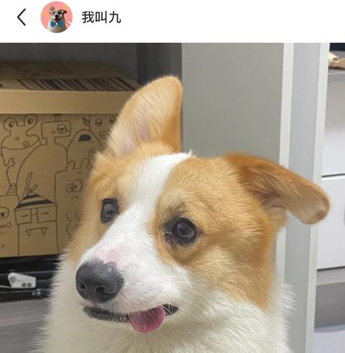 狗狗耳朵的特征与健康指标｜实用指南