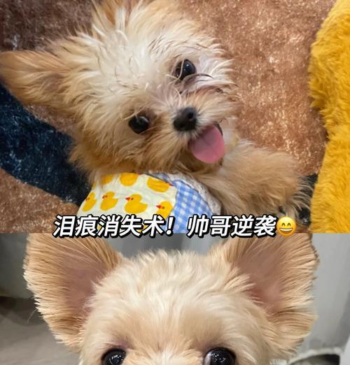 狗狗术后饮食护理全攻略|科学搭配加速康复(图1) 狗狗术后饮食护理全攻略|科学搭配加速康复(图1)