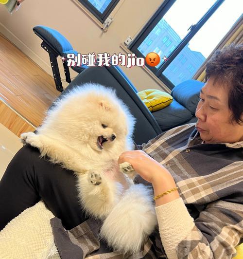 狗狗术后饮食护理全攻略|科学搭配加速康复(图3) 狗狗术后饮食护理全攻略|科学搭配加速康复(图3)