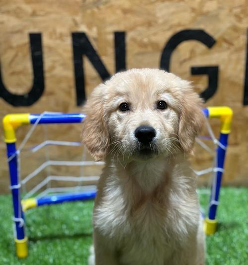 购买狗狗必备证件与注意事项全攻略｜养犬实用指南(图3)