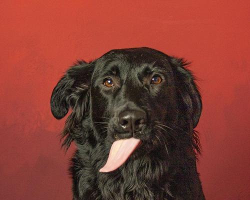 狗狗舌头烂了怎么办|药物治疗实用指南(图2) 狗狗舌头烂了怎么办|药物治疗实用指南(图2)