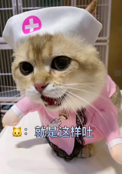 狗狗舌头烂了怎么办｜药物治疗实用指南