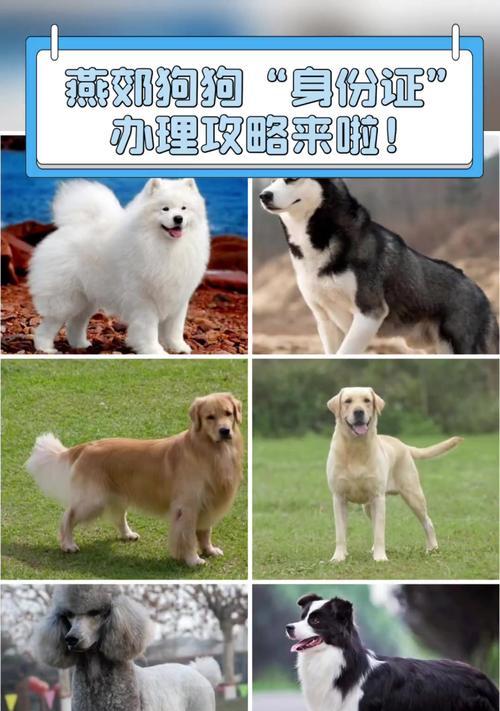 购买狗狗必备证件与注意事项全攻略｜养犬实用指南