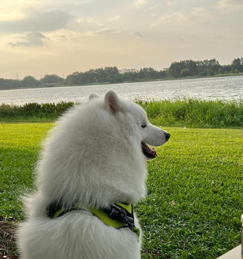 萨摩喜欢的生活方式|犬类养护实用指南(图2) 萨摩喜欢的生活方式|犬类养护实用指南(图2)