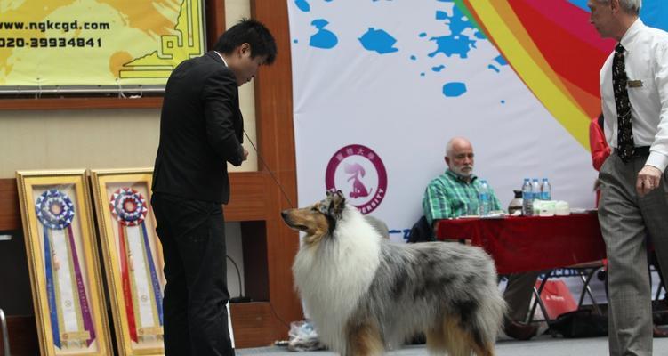 柯利犬过敏原及饮食注意事项|宠物养护实用指南(图3) 柯利犬过敏原及饮食注意事项|宠物养护实用指南(图3)