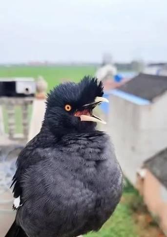 古代八哥的神秘预言能力与文化象征全攻略(图1)