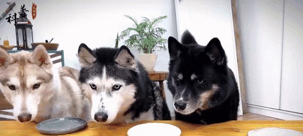 大狗产后恢复全攻略｜科学饮食与护理方法(图2)