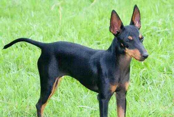 柯利犬过敏原及饮食注意事项|宠物养护实用指南(图2) 柯利犬过敏原及饮食注意事项|宠物养护实用指南(图2)