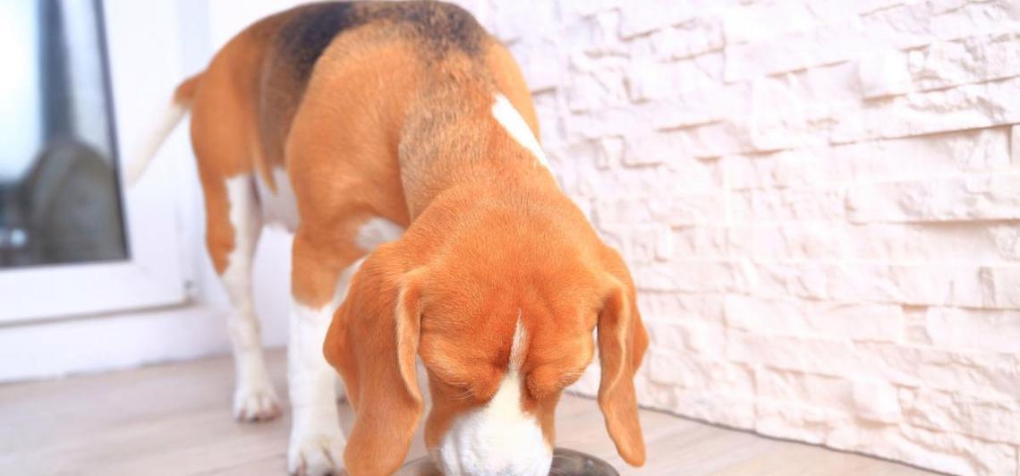 大狗产后恢复全攻略｜科学饮食与护理方法