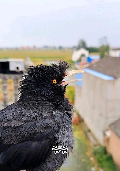 古代八哥的神秘预言能力与文化象征全攻略(图2)