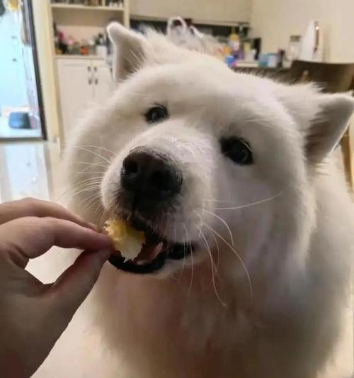 狗粮选择与狗狗体重管理全攻略｜科学喂养关键技巧(图3)