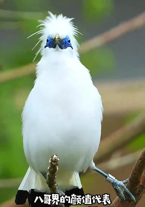 古代八哥的神秘预言能力与文化象征全攻略(图3)
