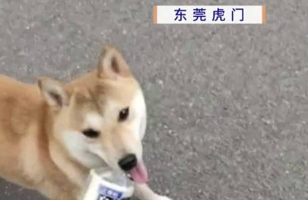 狗突然死亡原因及预防方法|宠物健康守护全攻略(图2) 狗突然死亡原因及预防方法|宠物健康守护全攻略(图2)