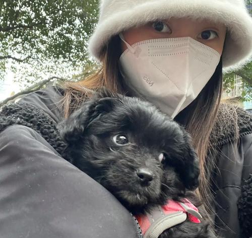 狗突然死亡原因及预防方法|宠物健康守护全攻略(图3) 狗突然死亡原因及预防方法|宠物健康守护全攻略(图3)