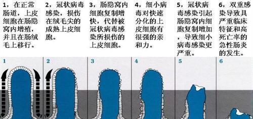 狗突然死亡原因及预防方法｜宠物健康守护全攻略