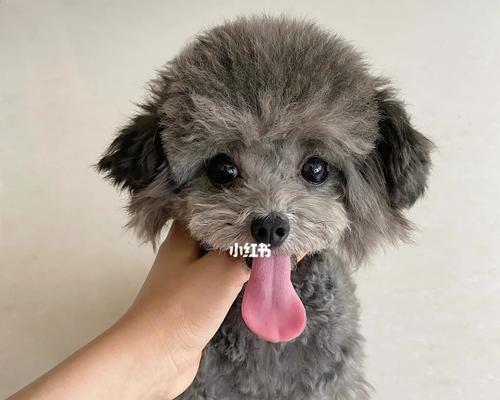 八个月泰迪饮食禁忌全攻略｜宠物健康必备知识(图2)