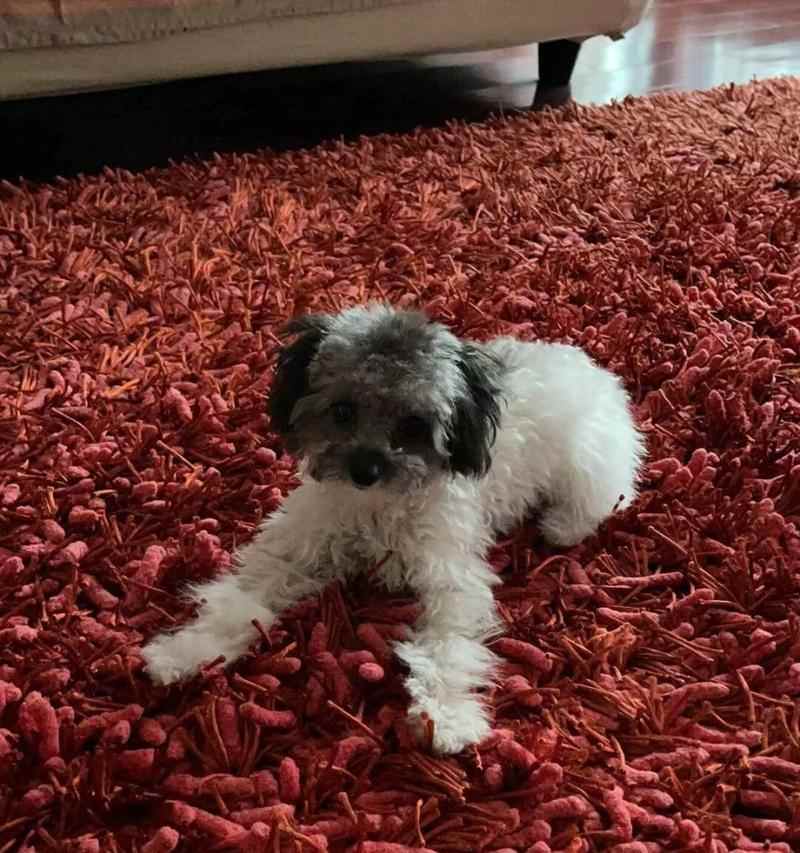 八个月泰迪饮食禁忌全攻略｜宠物健康必备知识